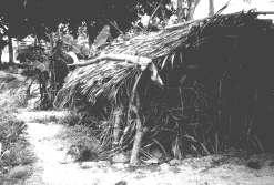  Bild: Hütte in der Plantage 